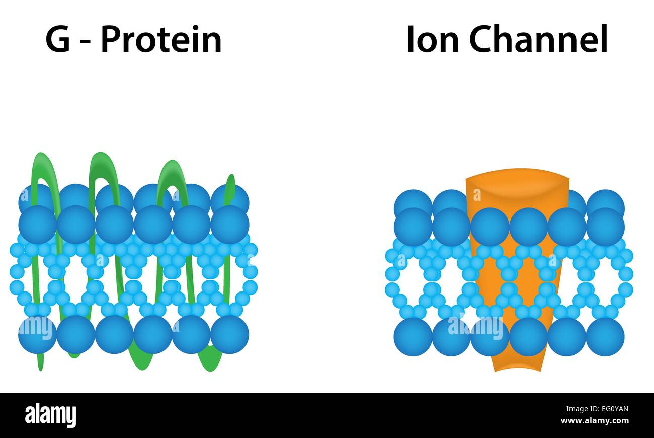 G Protein and Ion Channel Stock Vector