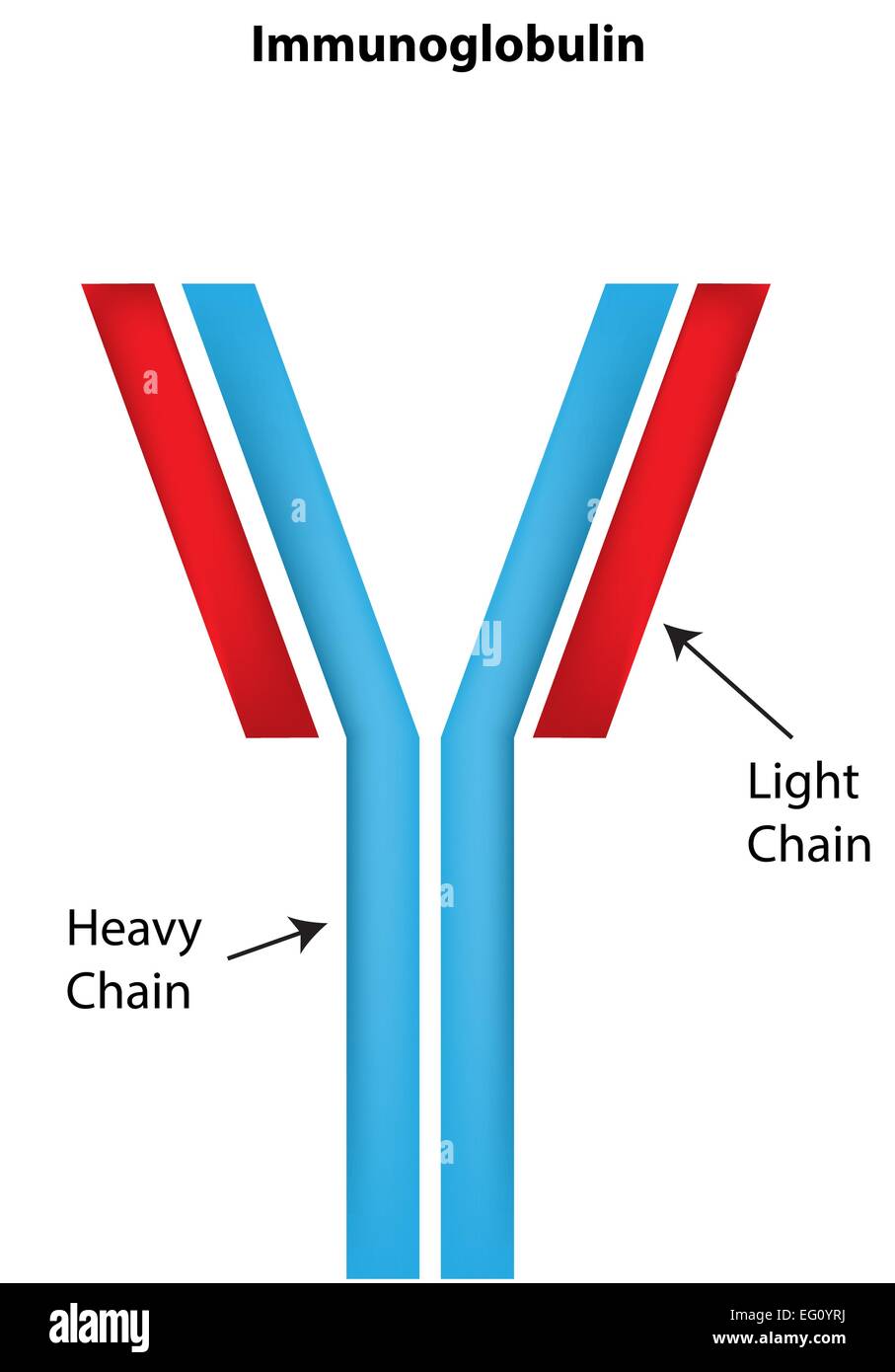 Immunoglobulin Stock Photos & Immunoglobulin Stock Images - Alamy