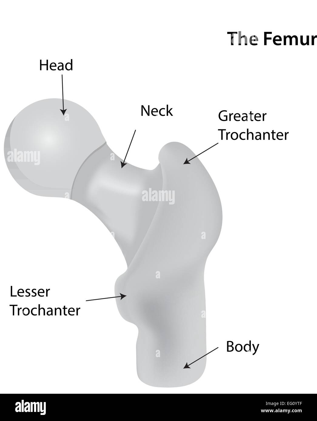 Femur Labeled Diagram Stock Vector Image & Art - Alamy