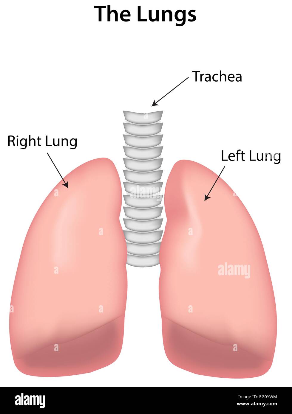 Lungs Labeled Diagram Stock Vector