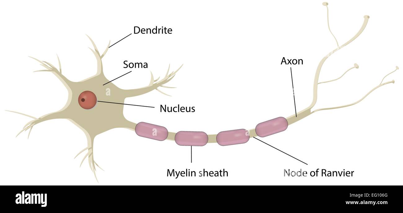 neuron model labeled