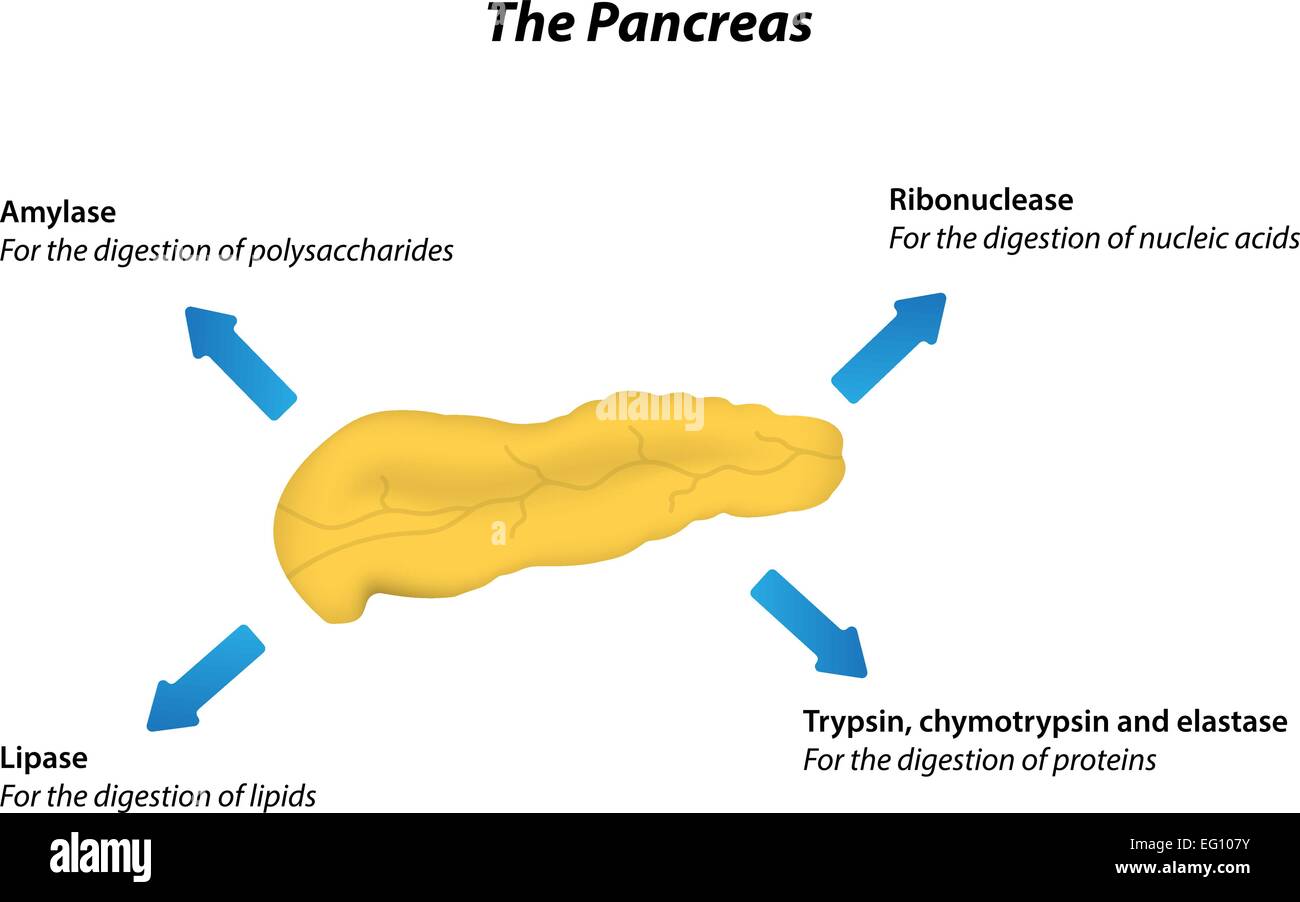 Pancreas Physiology Stock Vector