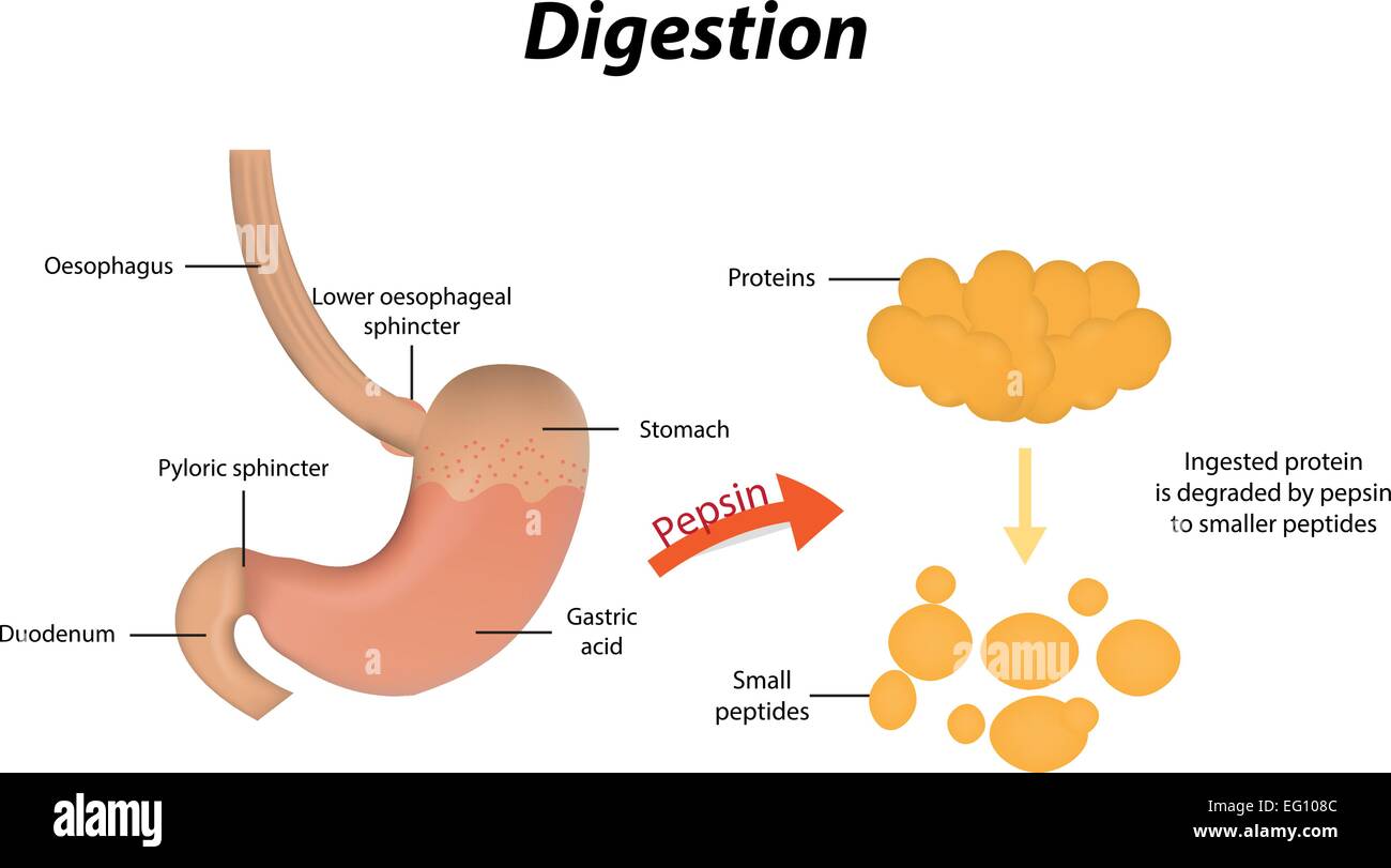 Выработка фермента пепсина наличие ворсинок слизистой оболочки. Protein digestion. Digestion of Proteins in the duodenum. Пепсин 1 и 2. Пепсиноген в пепсин.