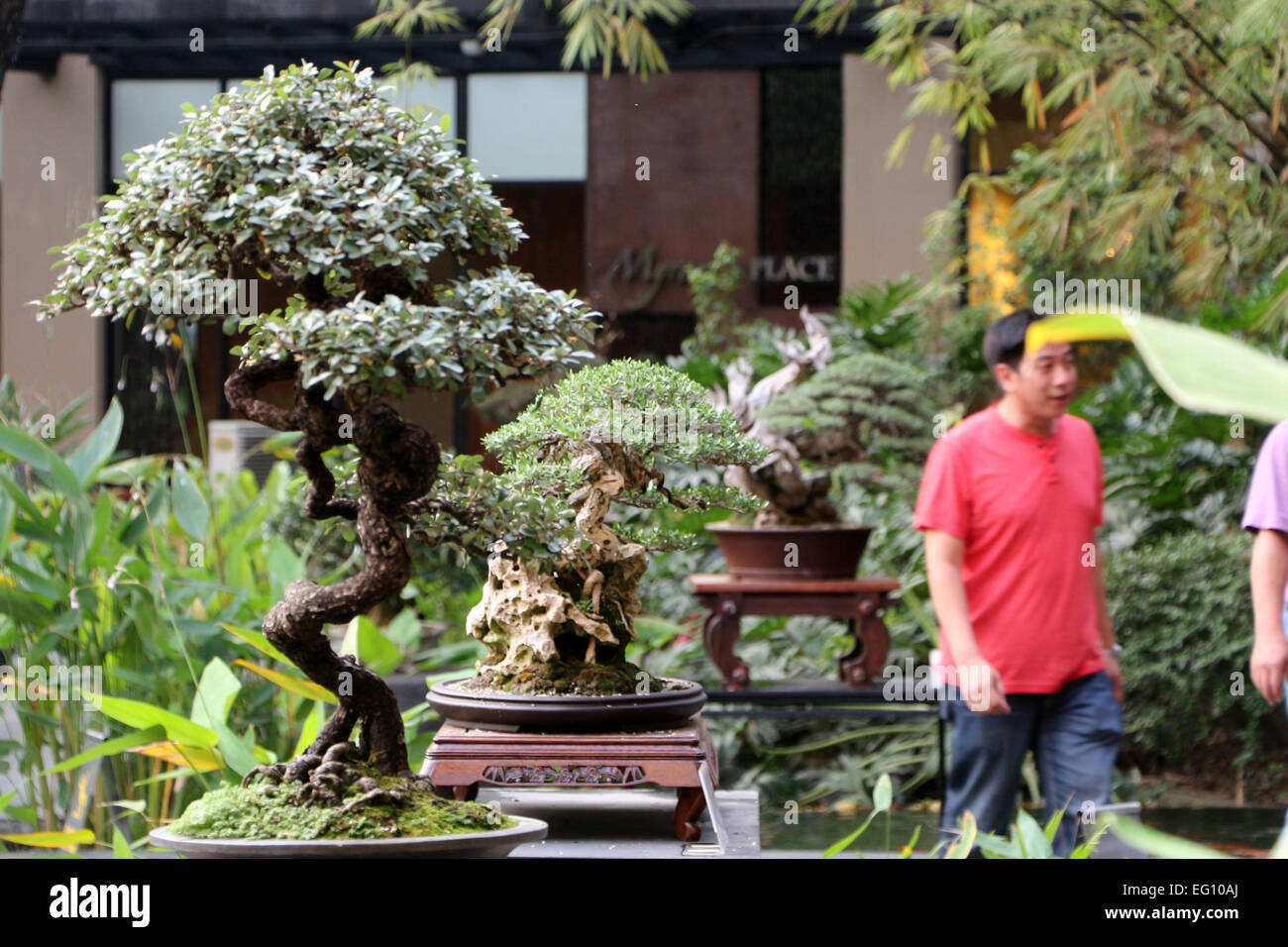 A Bonsai plant was setup by Philippine Bonsai Society (PBSI) beside of