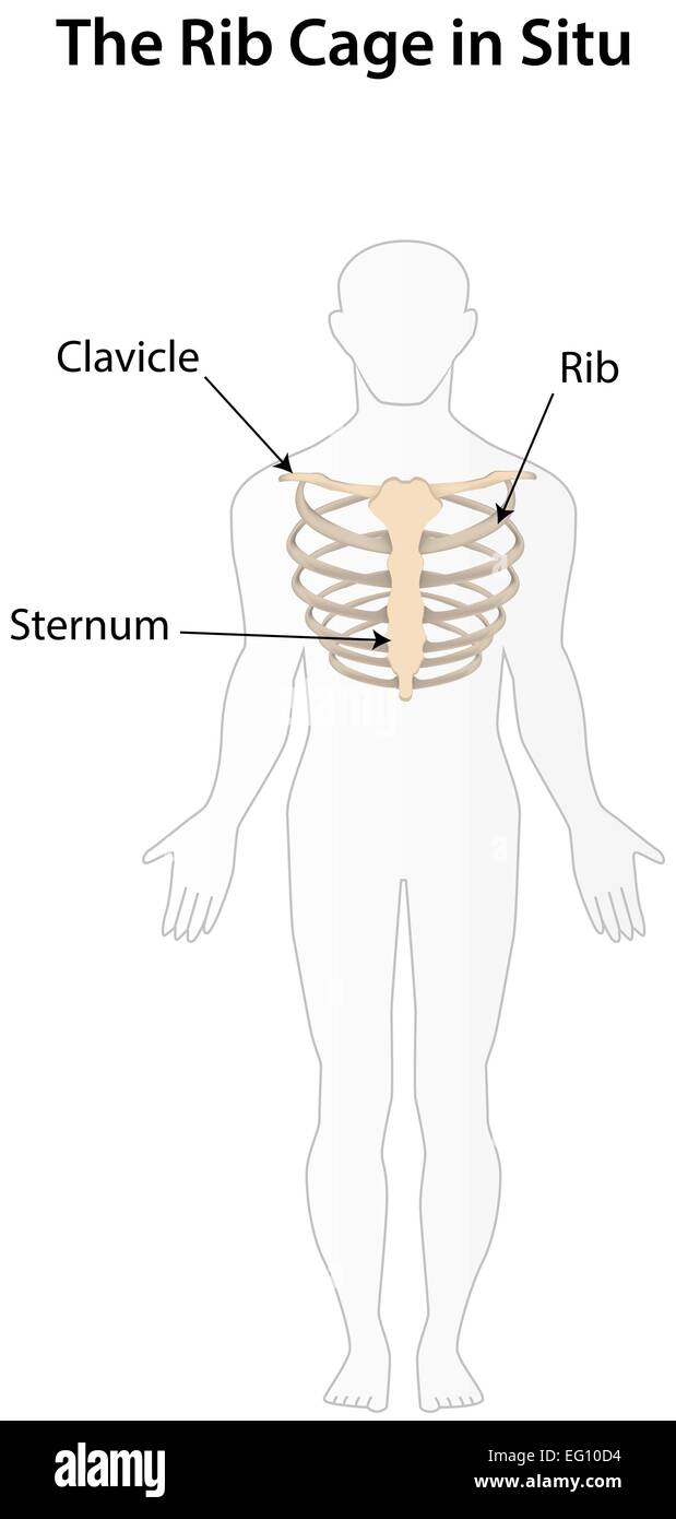 Ribs in Situ Stock Vector Image & Art - Alamy