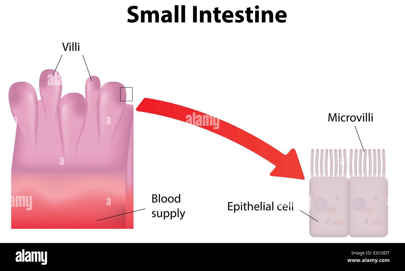 Small Intestine Labeled Diagram Stock Vector