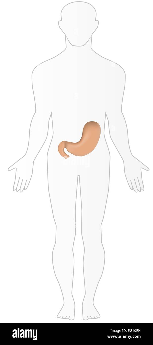 Stomach in Situ Stock Vector Image & Art - Alamy