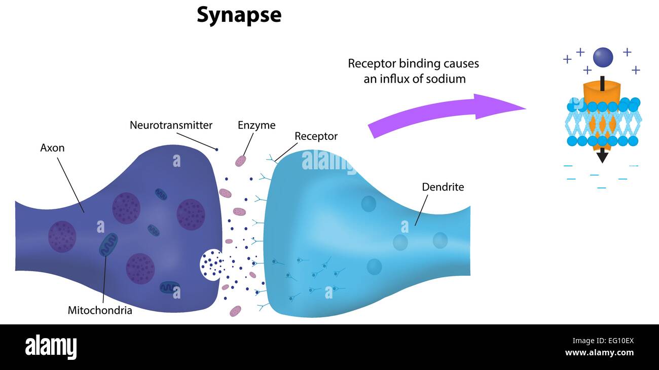 Synapse Stock Vector