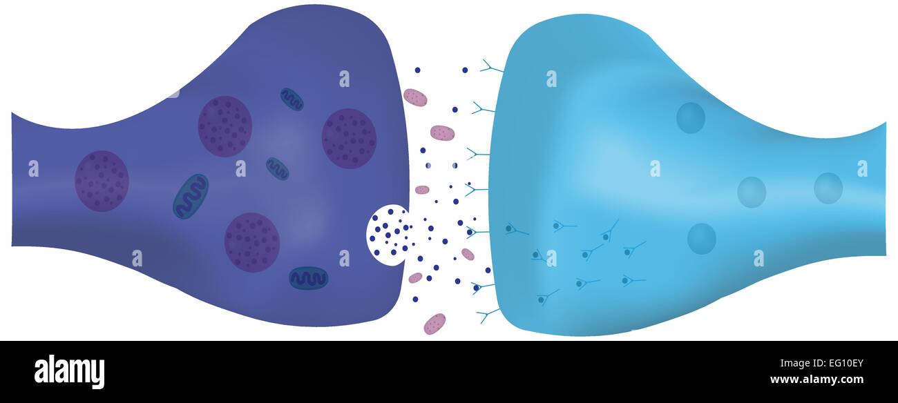 Axon Dendrite Synapse High Resolution Stock Photography and Images - Alamy