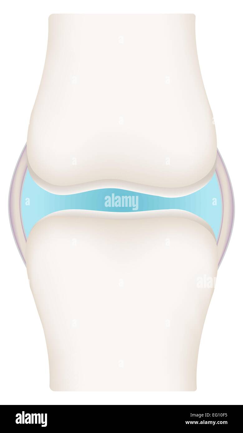 Synovial joint Stock Vector Images - Alamy