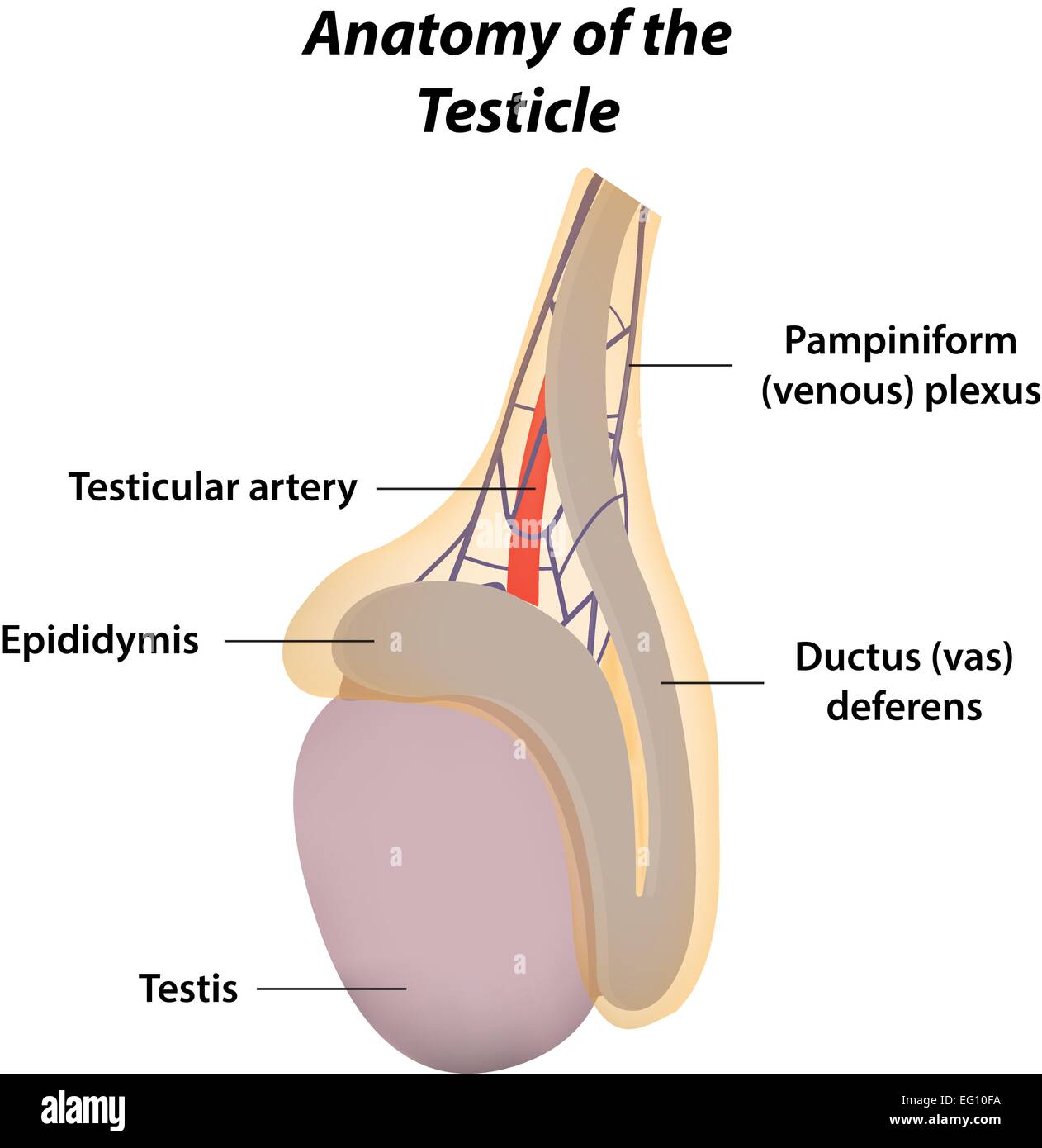 Anatomy of the Testicle Stock Vector