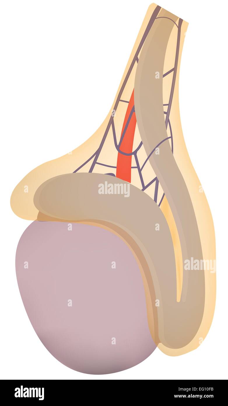 Testicle Stock Vector