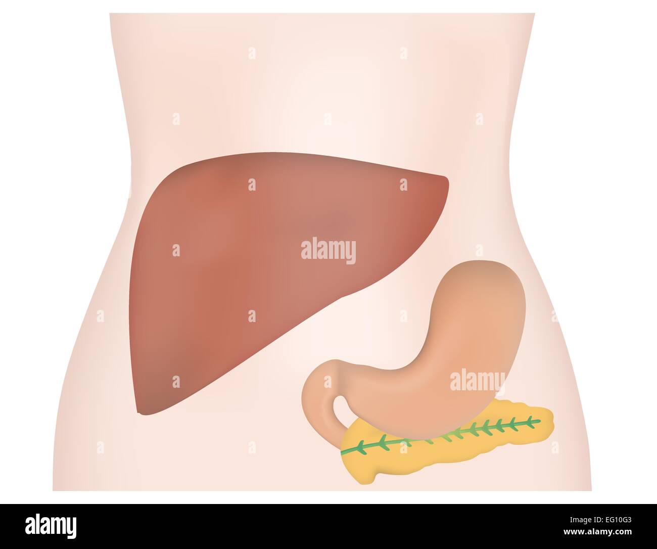 Stomach Liver Pancreas Situ Stock Vector Image & Art Alamy