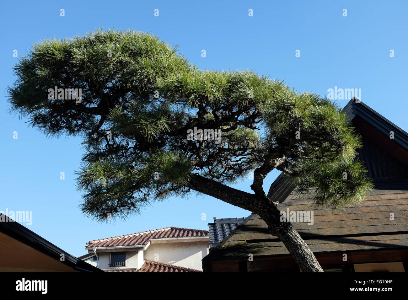 Soft lines of a Japanese pine tree against the angular roofs. Kamakura, Japan Stock Photo