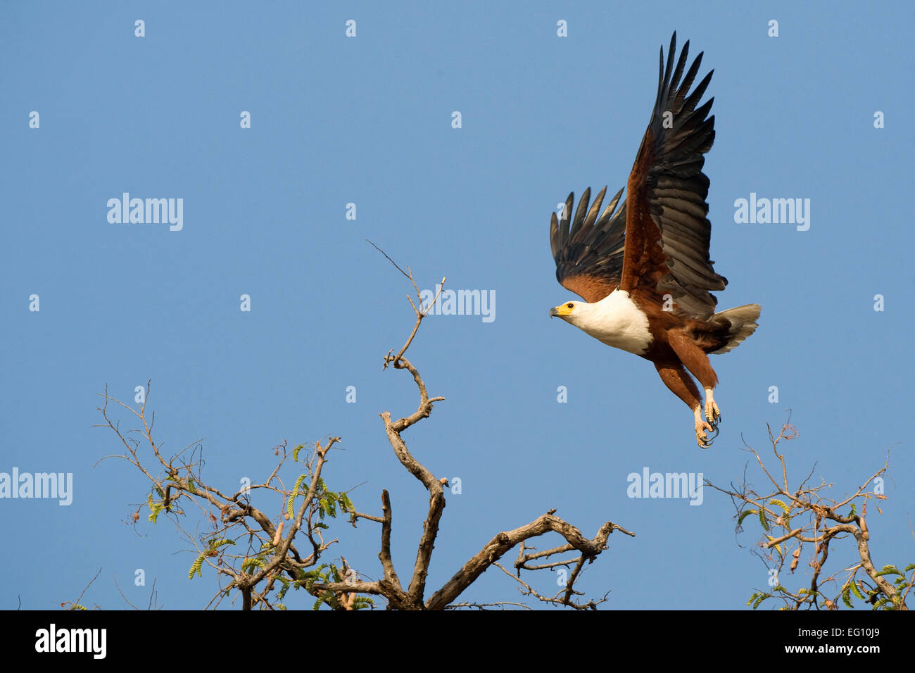 Largest eagle in africa hi-res stock photography and images - Alamy
