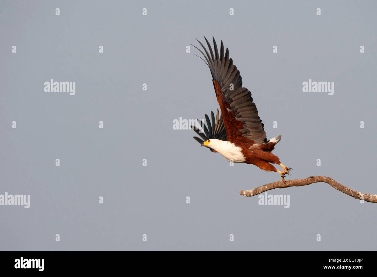 Largest eagle in africa hi-res stock photography and images - Alamy