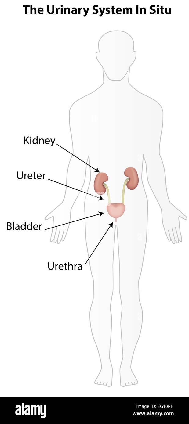 Urinary System in Situ Stock Vector Image & Art - Alamy