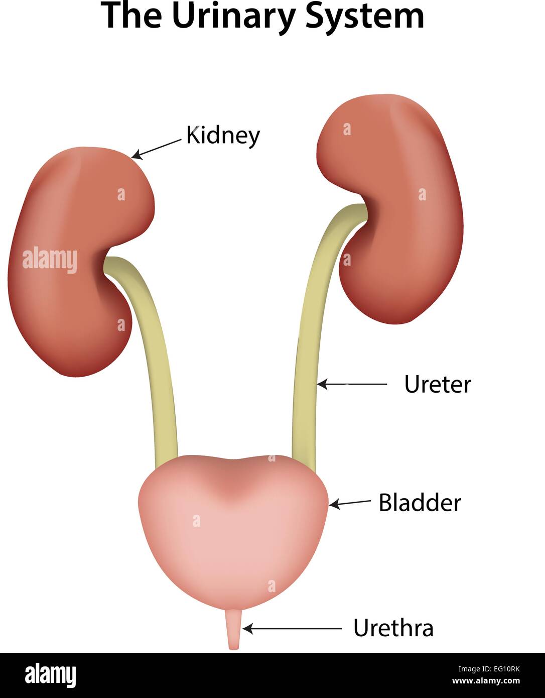 Thee Urinary System Labeled Diagram Stock Vector Image Art Alamy