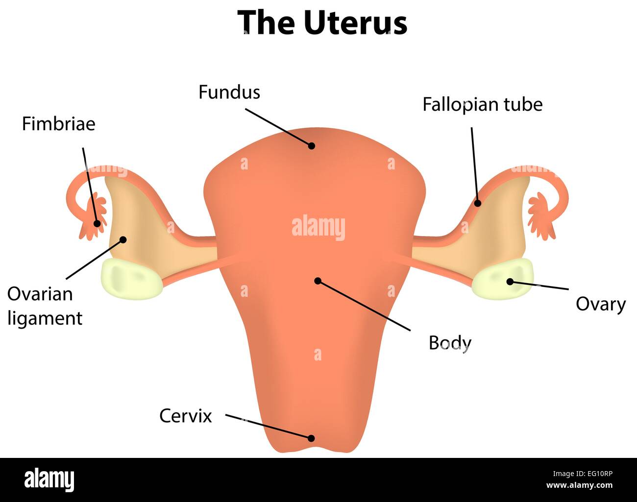 Uterus Labeled Diagram Stock Vector