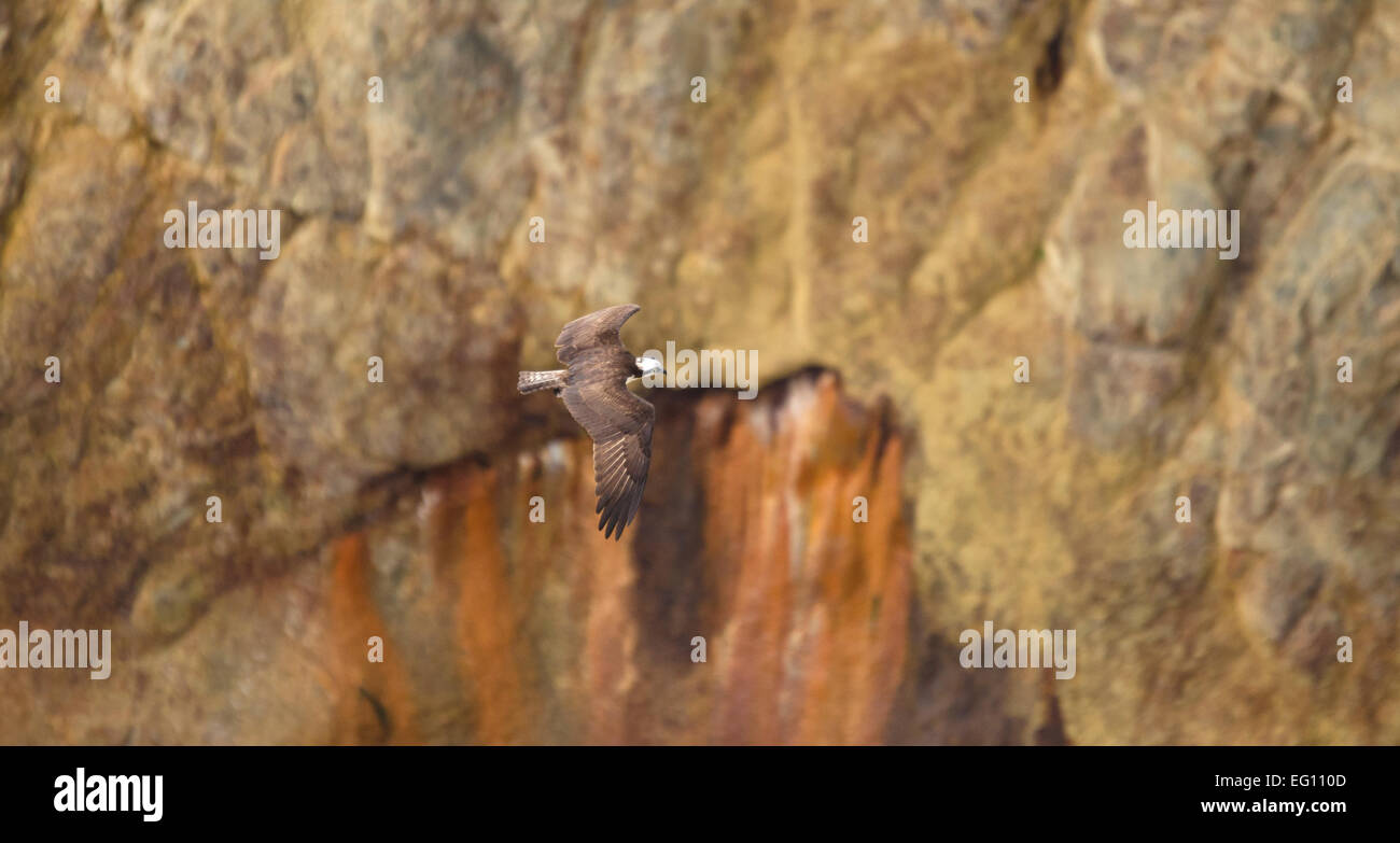 Osprey on the hunt, Yellowstone NP Stock Photo