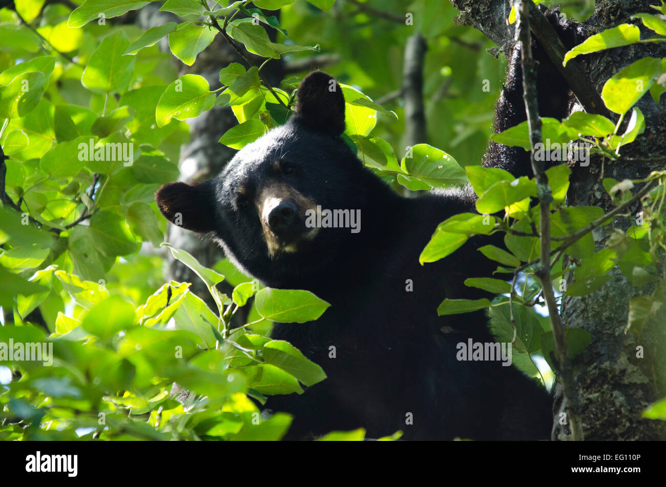 Hanging on the trees - A scared black bear in Juneau, AK Stock Photo