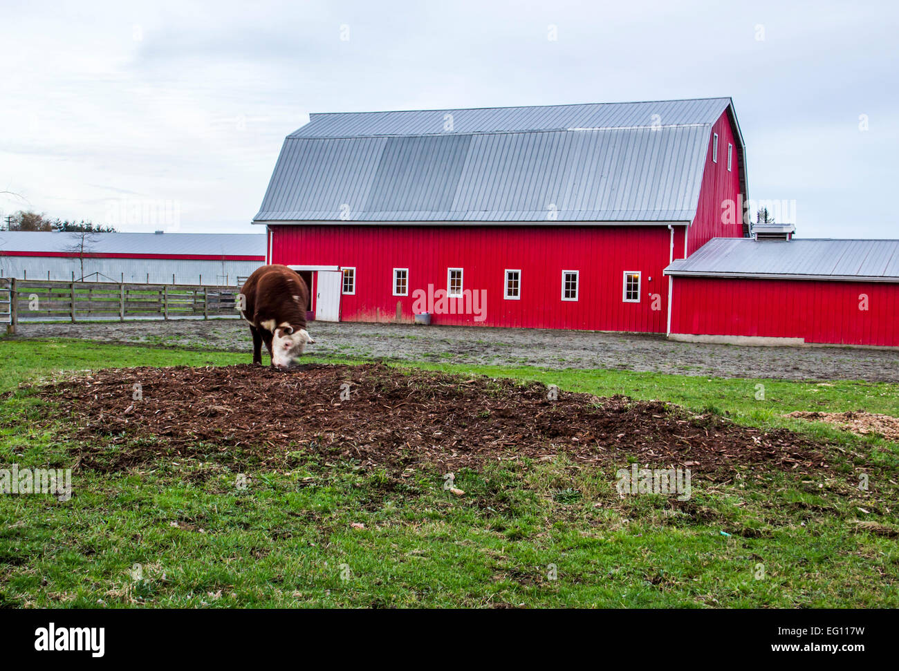 A hereford bull outside a red hip-roof barn on a farm in rural Canada Stock Photo