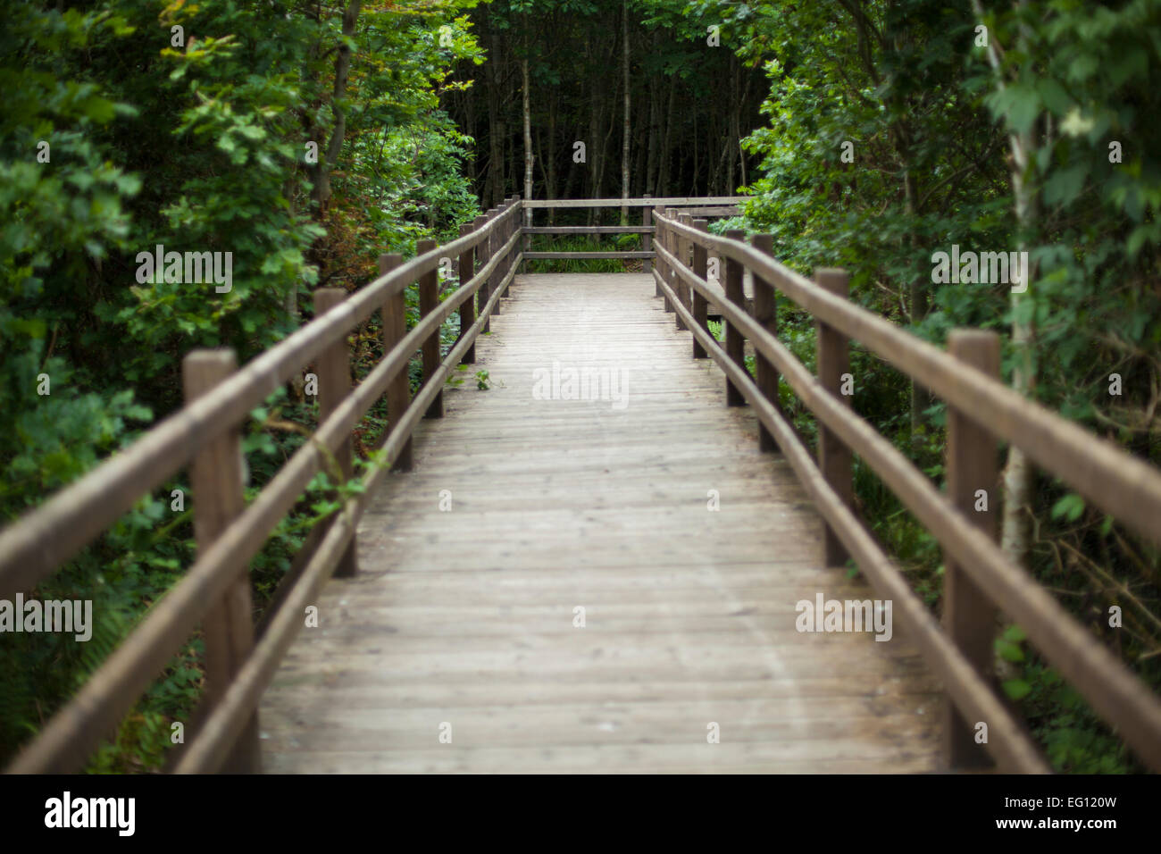 Board walk through a forest Stock Photo