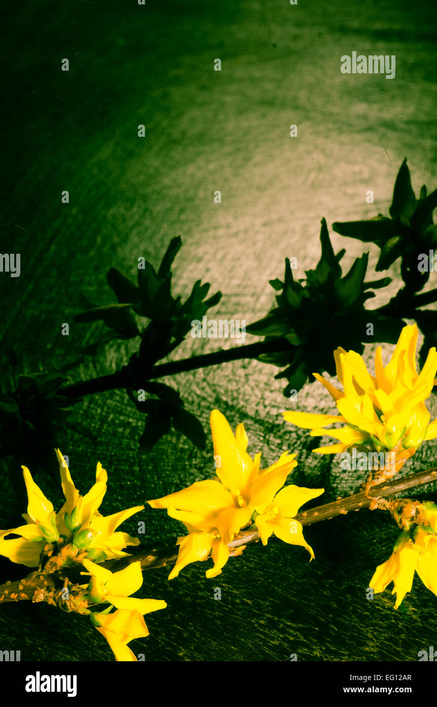 forsythia twig  on dark background Stock Photo