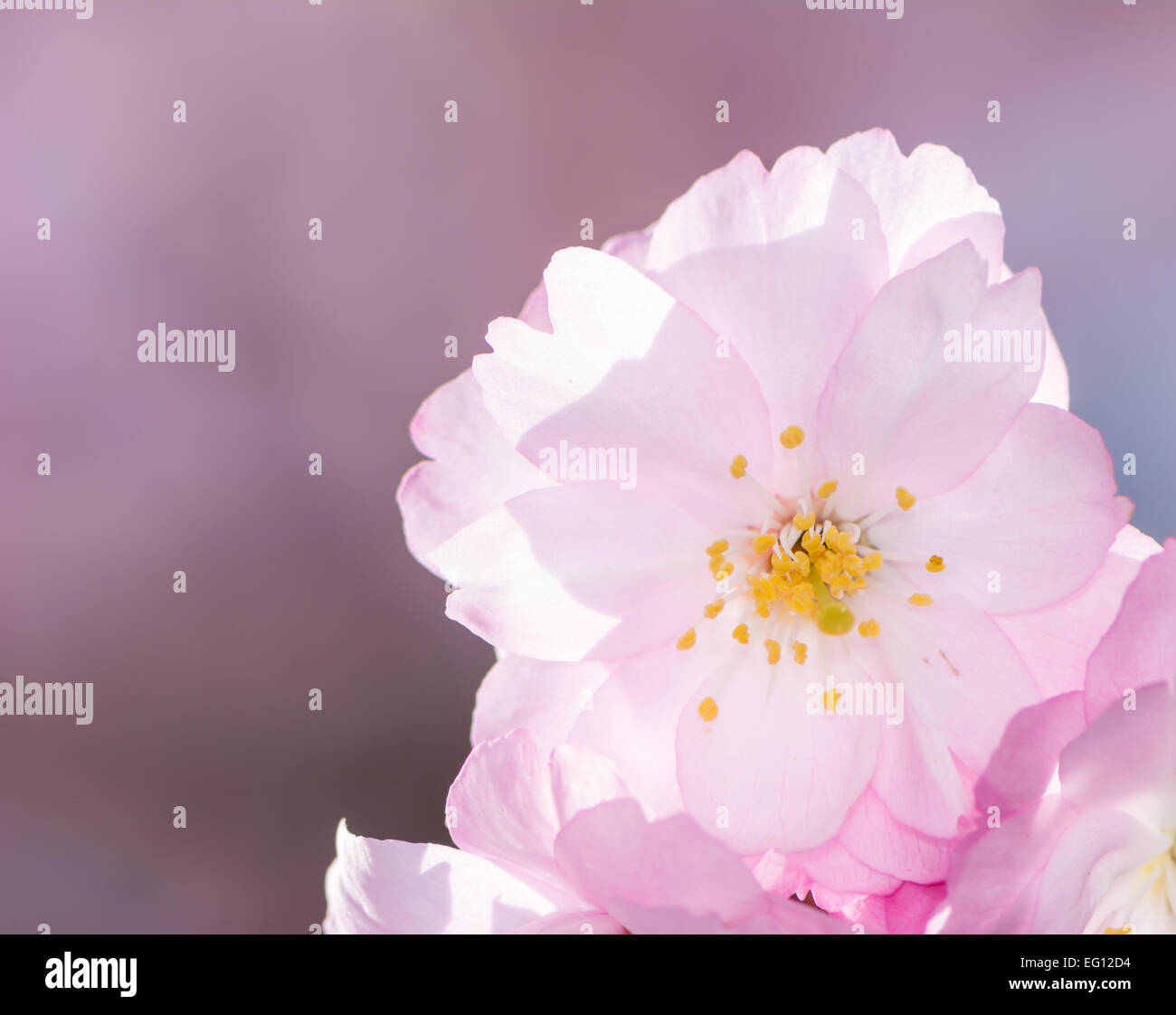 Macro of a pink cherry blossom Stock Photo - Alamy