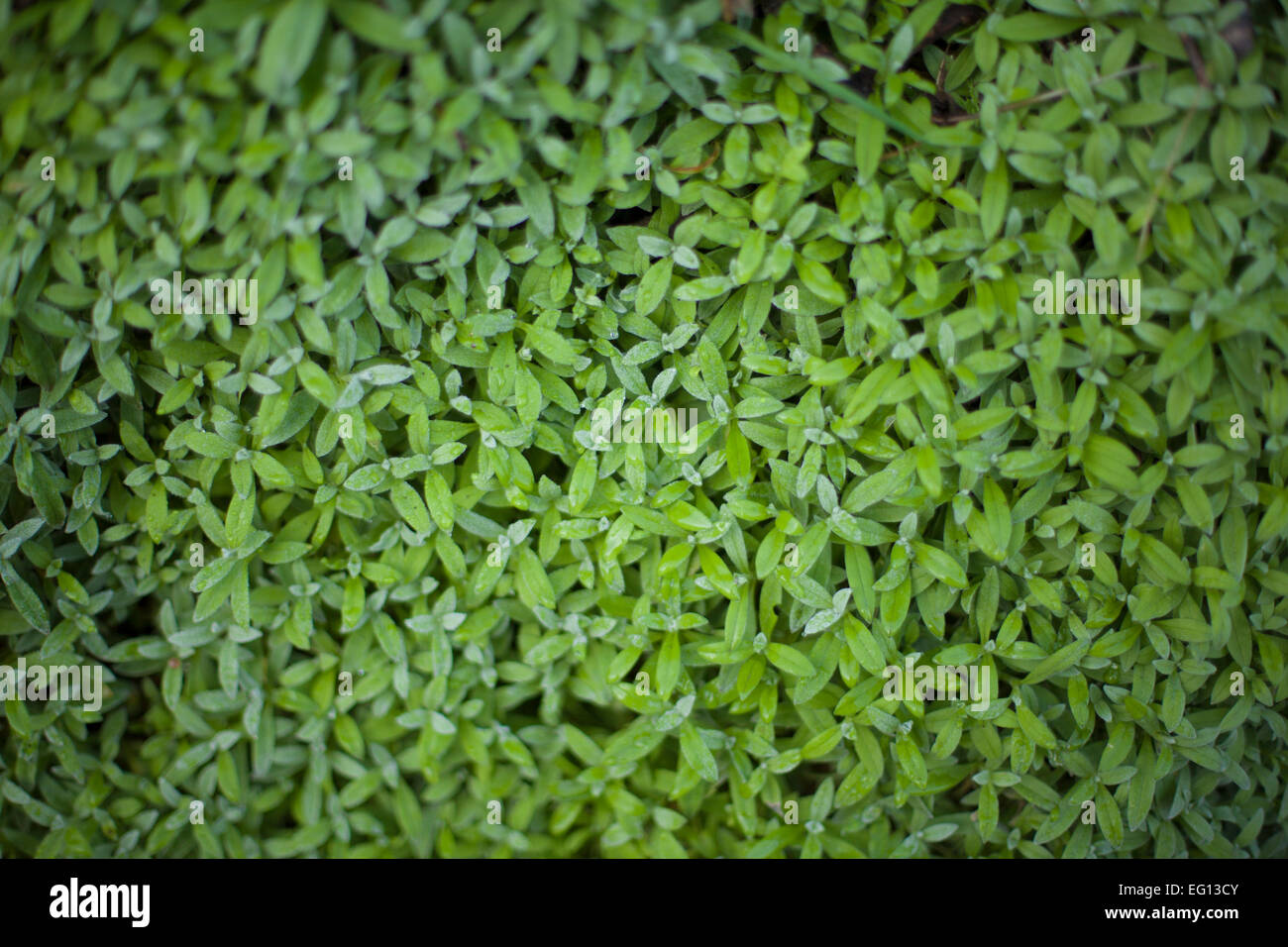 Artistic photograph of green leaves Stock Photo Alamy