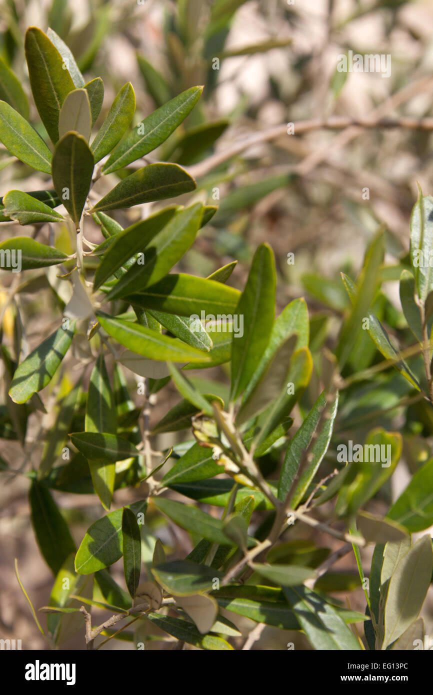 Close up view of Olea europaea leaves which were grown in a Scottish garden. Stock Photo