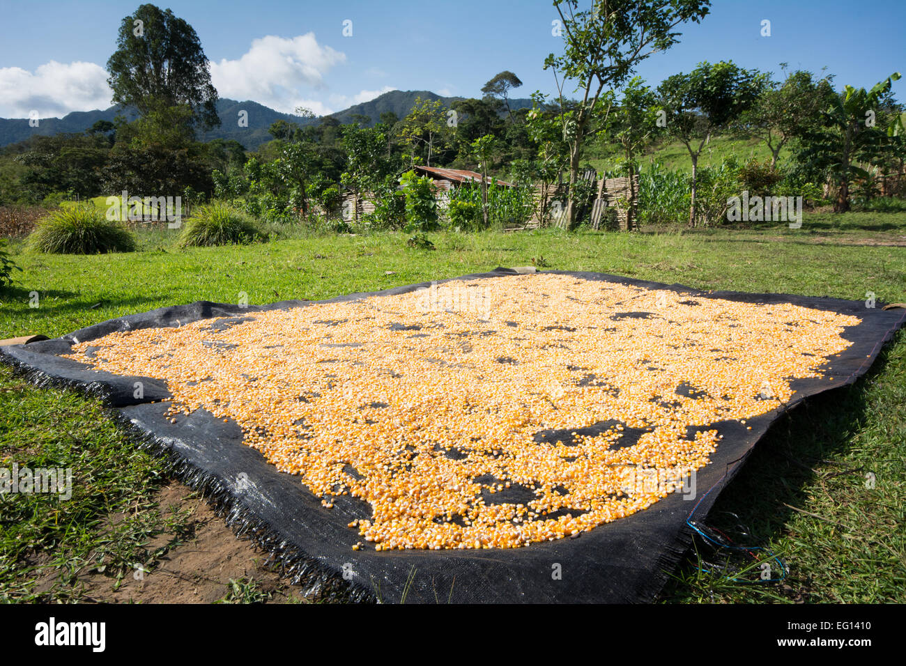 Corn Grains Drying in the Sun on a Tarpaulin on a Farm Stock Photo Alamy