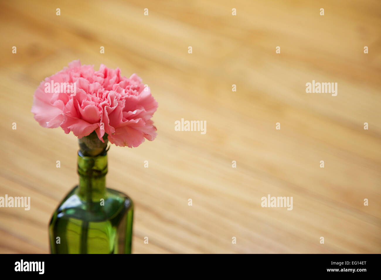 Carnation flower buds hires stock photography and images Alamy