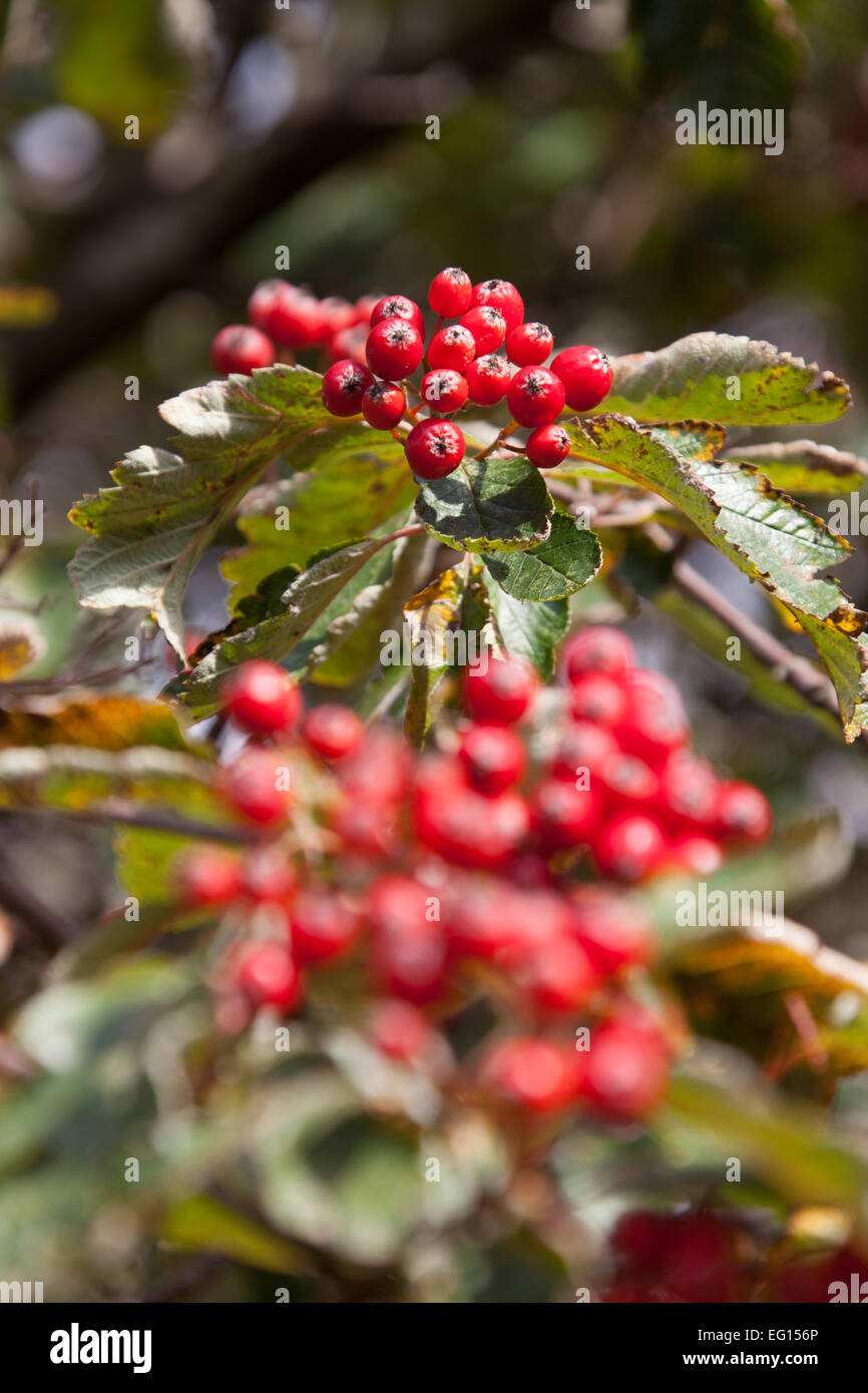 Close up autumnal view of berries on a Sorbus mougeotii tree. The tree was grown in a UK garden. Stock Photo