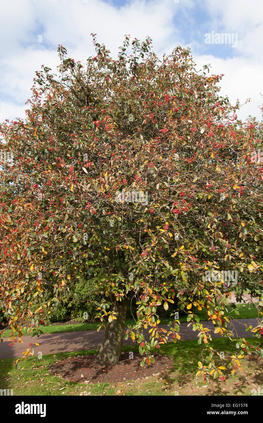 Autumnal view of berries on a Sorbus mougeotii tree. The tree was grown in a UK garden. Stock Photo