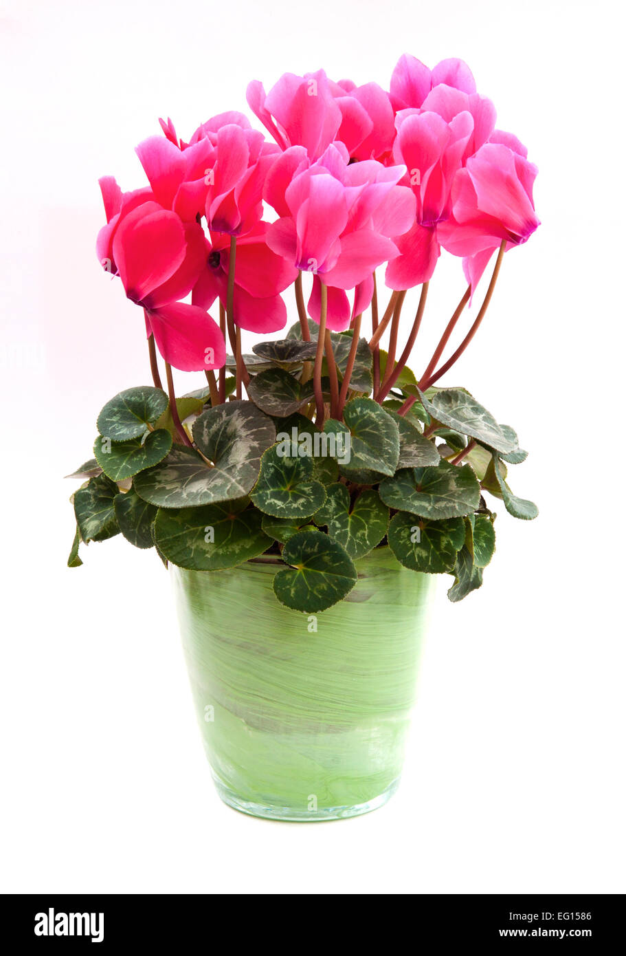 Pink cyclamen persicum-Hybride. Potted cyclamen persicum (a large "florists' cultivar).  Isolated on a white background Stock Photo