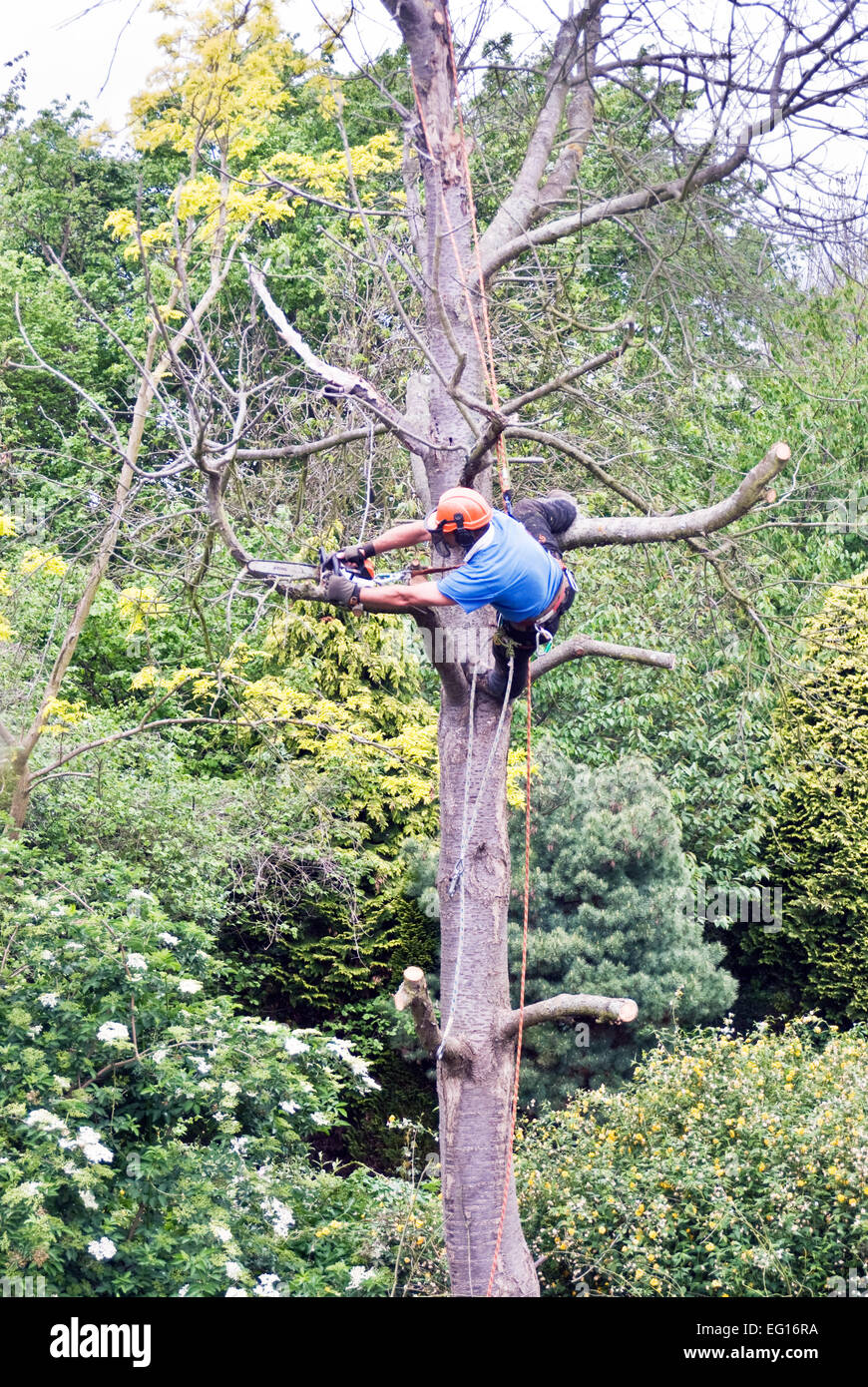 tree surgeon removing branches from a dead tree Stock Photo