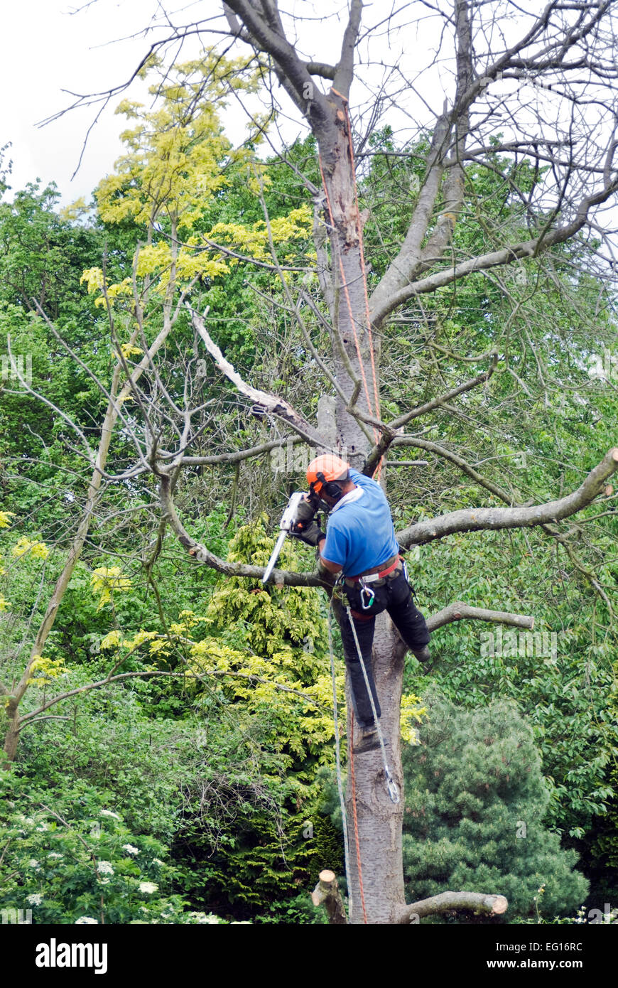 tree surgeon removing branches from a dead tree Stock Photo Alamy