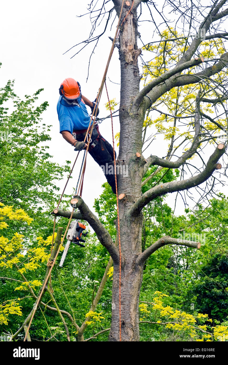 tree surgeon removing branches from a dead tree Stock Photo