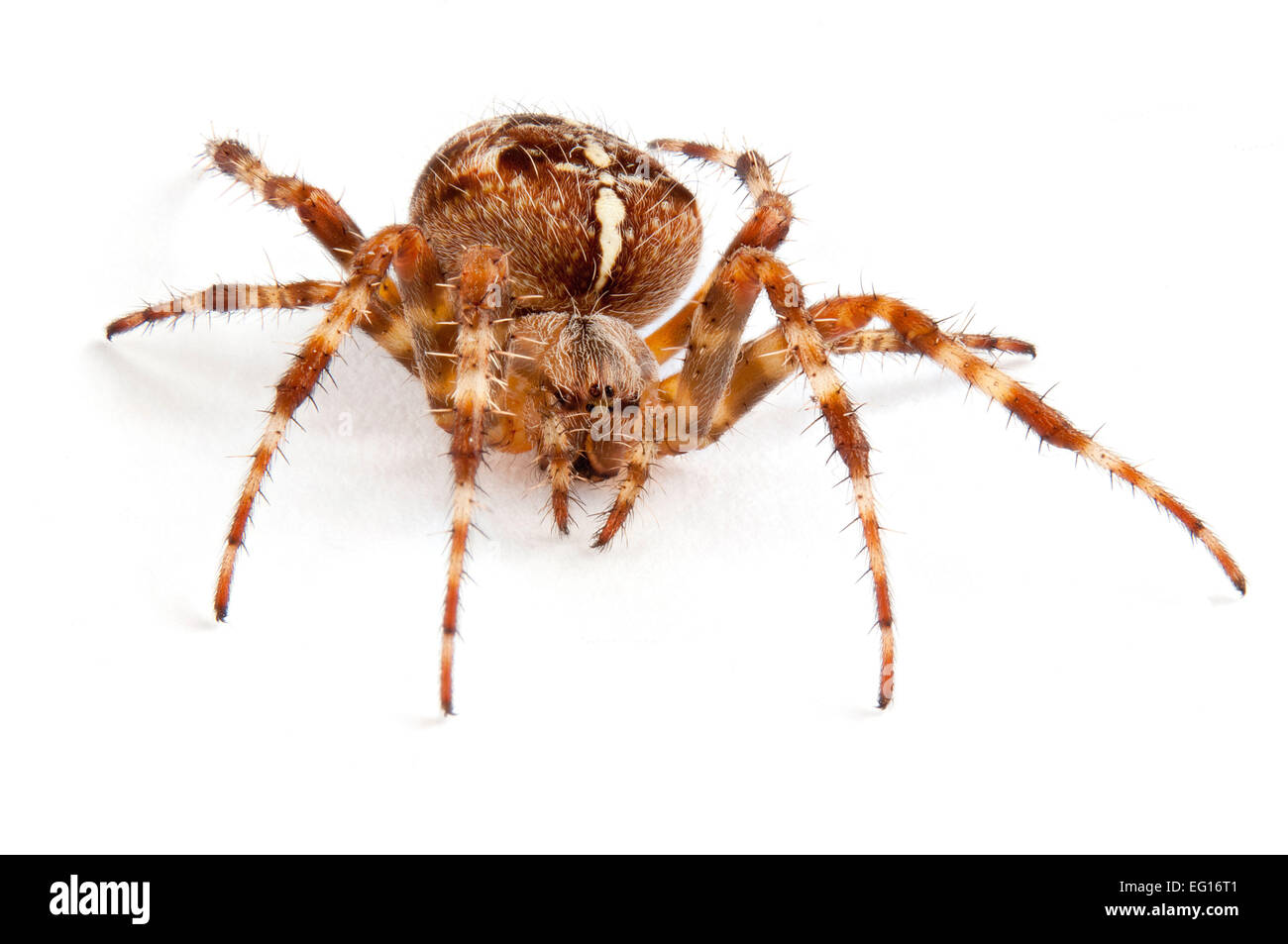 Bt9tfe Araneous Diadenatus Common Garden Spider Uk On White Stock