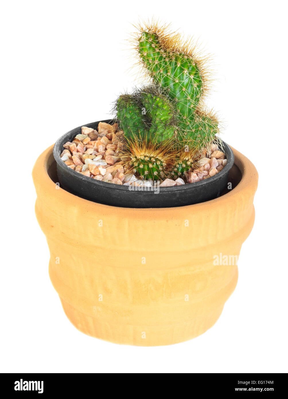Cactus on isolated background ( Cereus hexagonus Mill ) Stock Photo