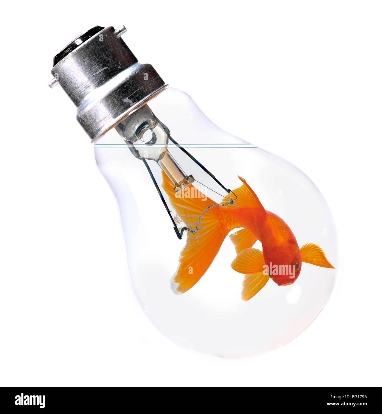 Gold fish inside electric bulb hi res stock photography and images