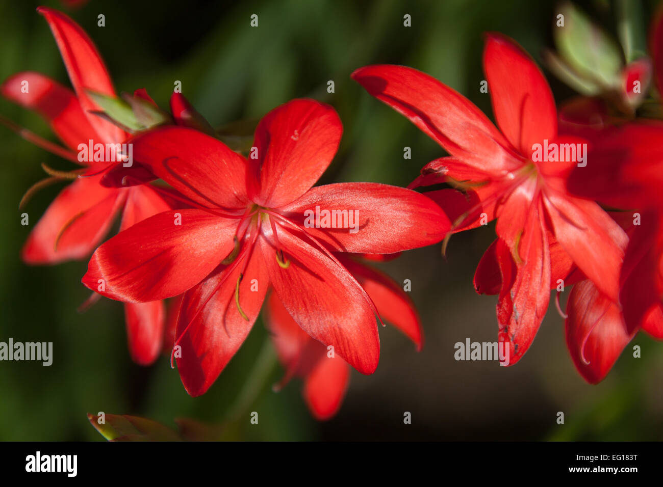 Autumnal close up view of Hesperantha coccinea ‘Major’ in full bloom, within a UK garden. Stock Photo