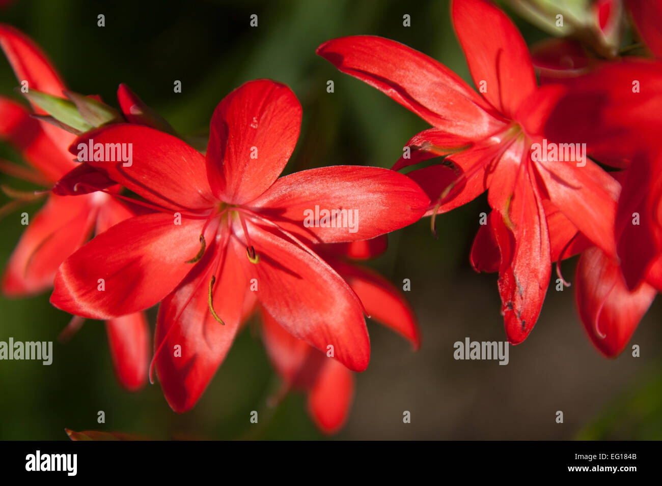 Autumnal close up view of Hesperantha coccinea ‘Major’ in full bloom, within a UK garden. Stock Photo
