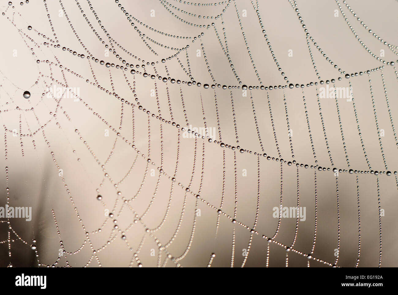Minute water droplets hi-res stock photography and images - Alamy