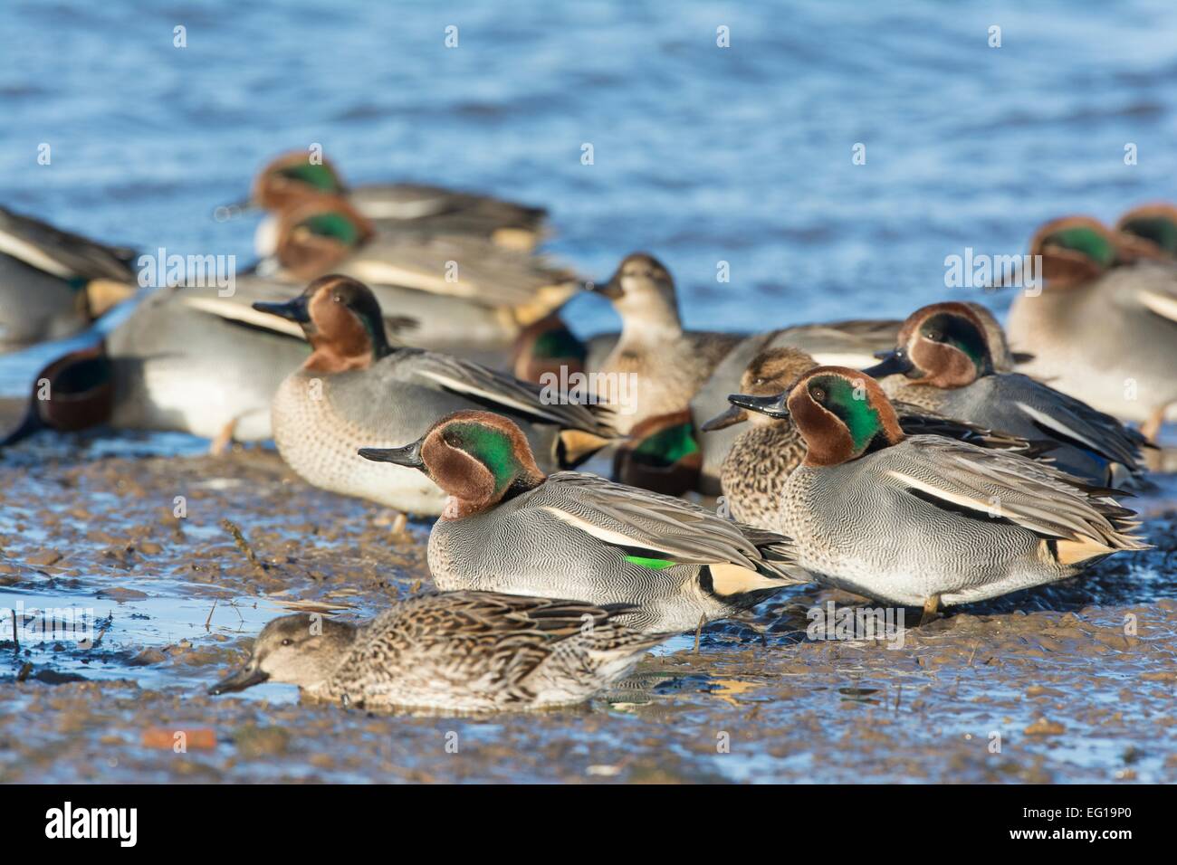 Teal Anas crecca group in muddy estuary Stock Photo