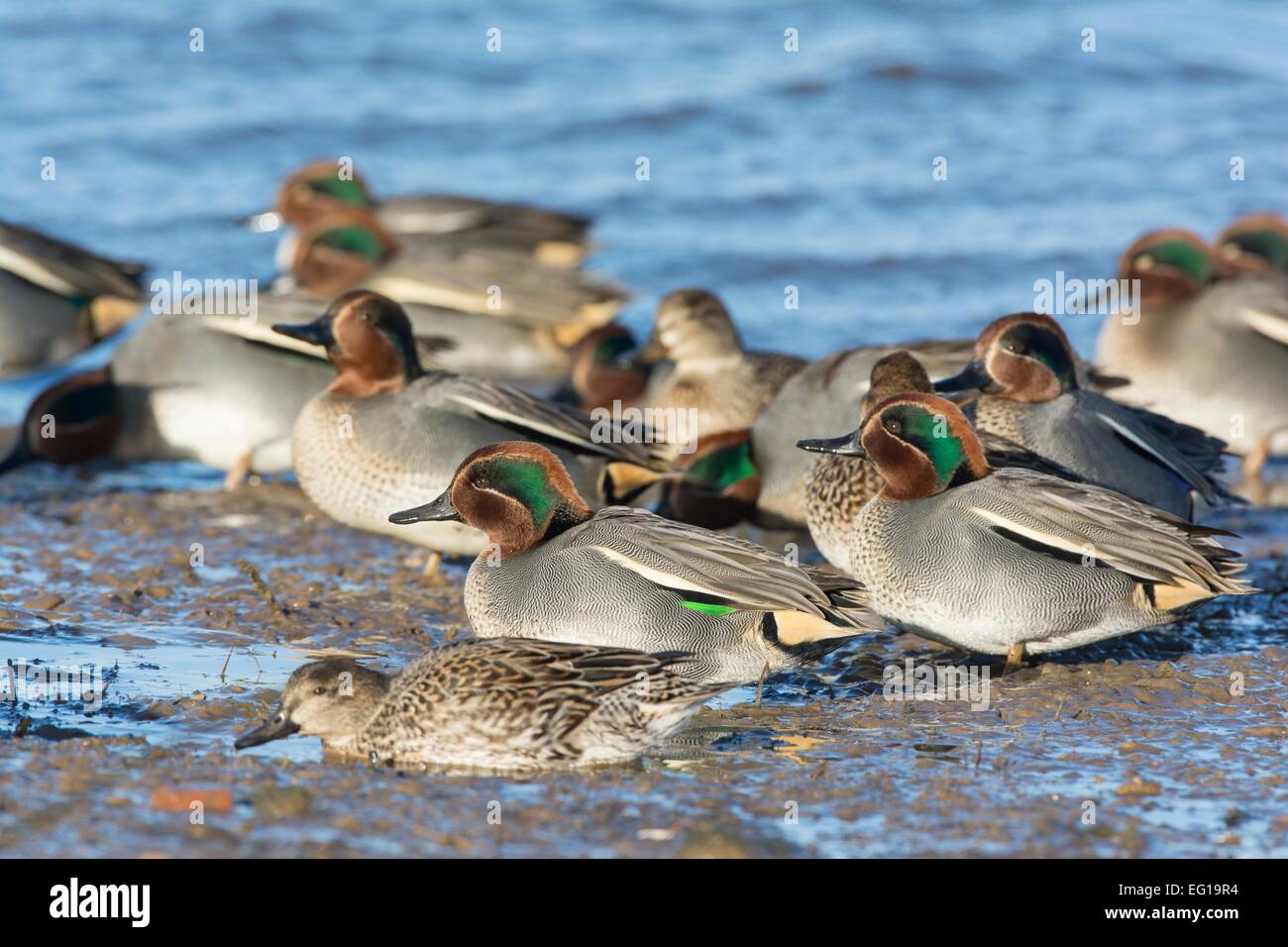 Teal Anas crecca group in muddy estuary Stock Photo