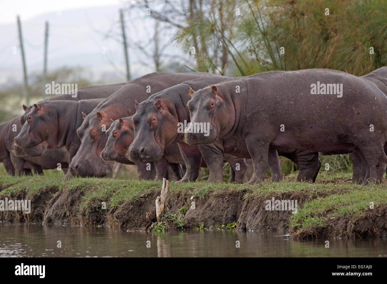 Line of Hippopotami on land Hippopotamus amphibius Lake Naivasha Kenya Stock Photo