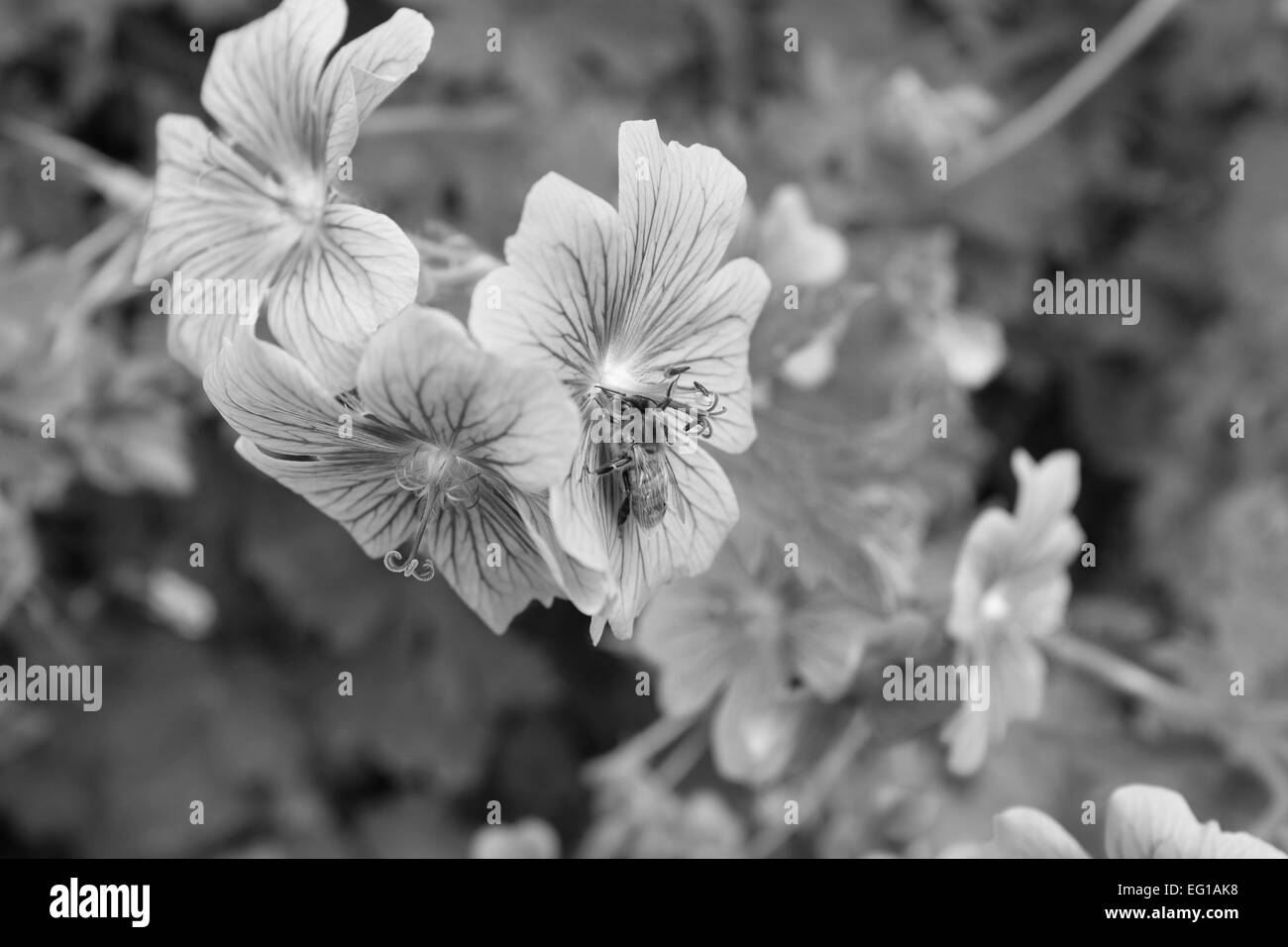 Honey bee Black and White Stock Photos & Images Alamy