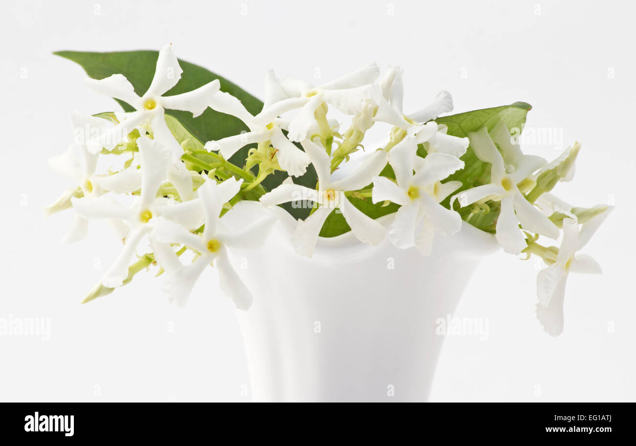 Star Jasmine Trachelospermum jasminoides blossoms in a white vase on white background Stock Photo